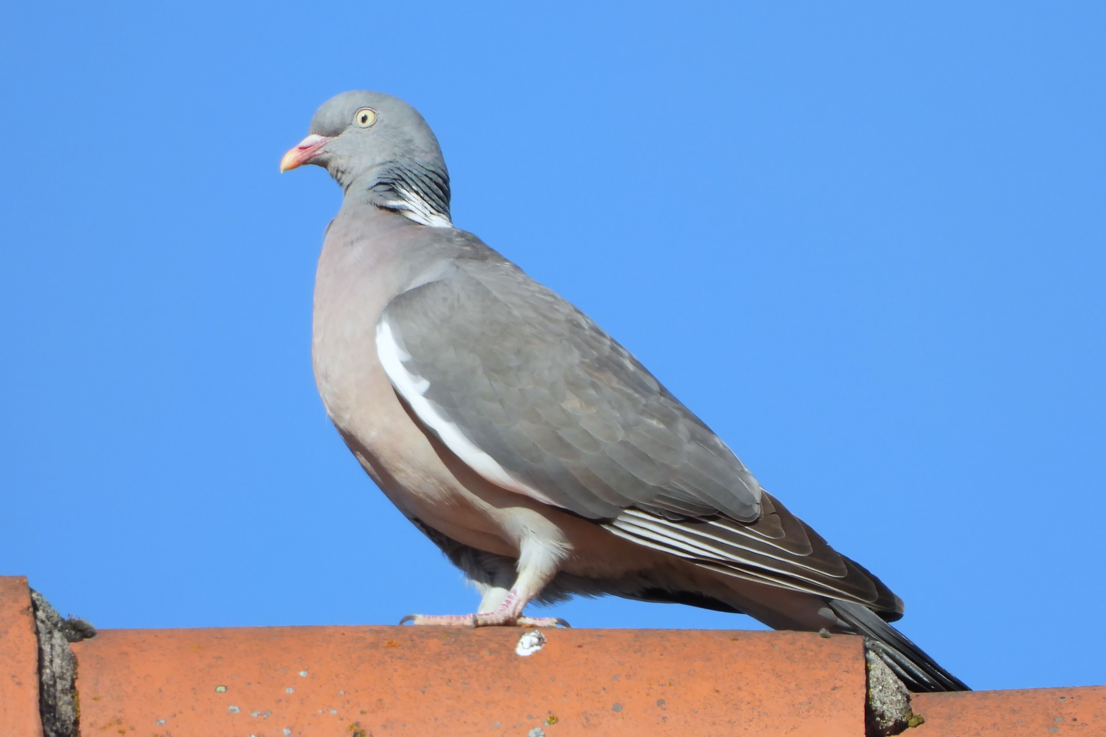 Ein Jäger wollte auf eine Taube schießen, traf aber ein vorbeifahrendes Auto.