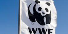 Russland stuft WWF jetzt als "ausländischen Agent" ein