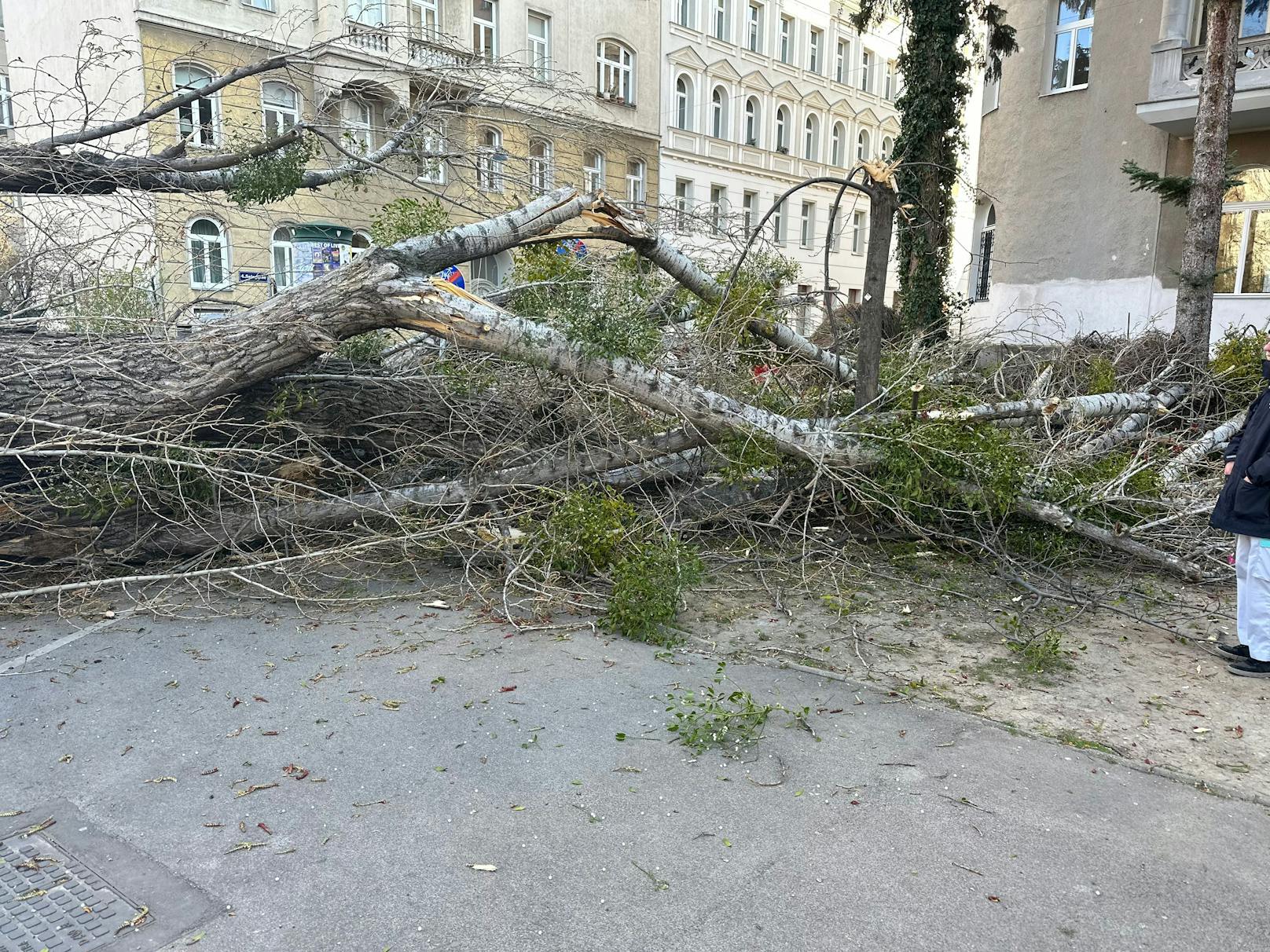 Im Alois-Drasche-Park im vierten Wiener Bezirk riss das tobende Unwetter mehrere Bäume um.