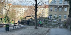 Bäume erschlagen beinahe Kinder in Wiener Park