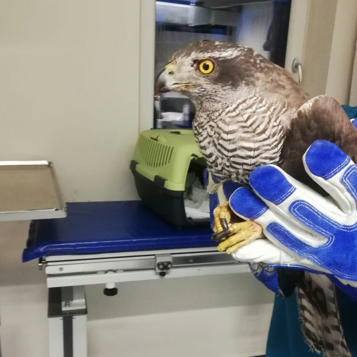 Die Habichtdame verletzte sich bei beim Flügel.