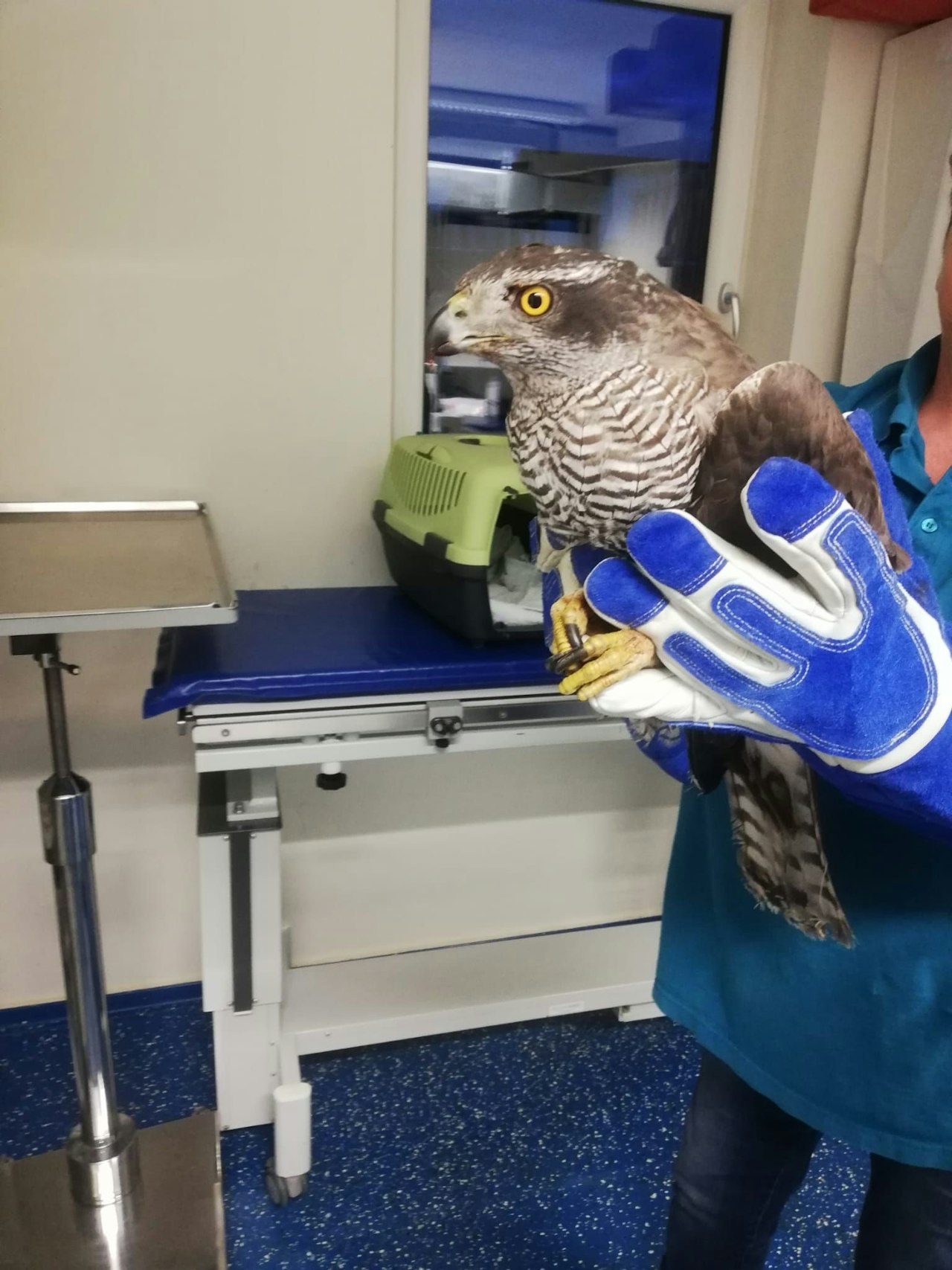 Heute.at - Tierisch! Habicht schlägt Huhn, bricht sich Flügel