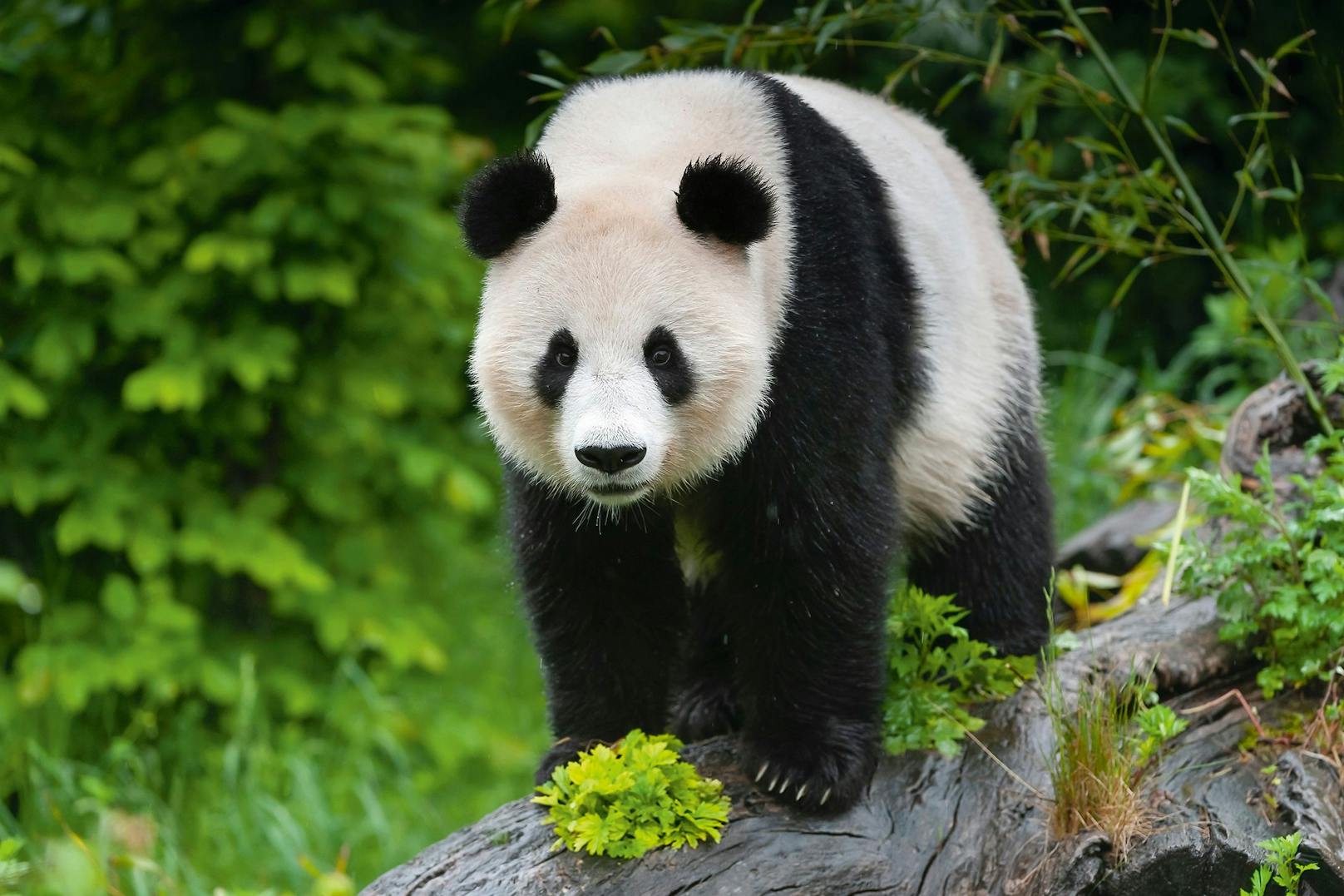Hier sieht man stolz das Panda-Weibchen "Yang-Yang"&nbsp;