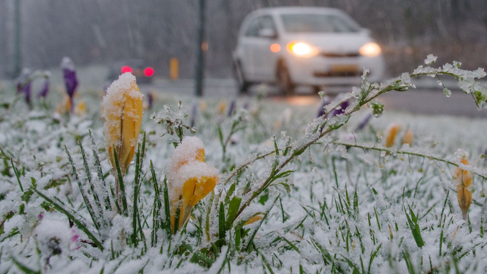 Die Krokusse blühen schon, doch jetzt kommt noch einmal die Kälte zurück. Symbolbild.