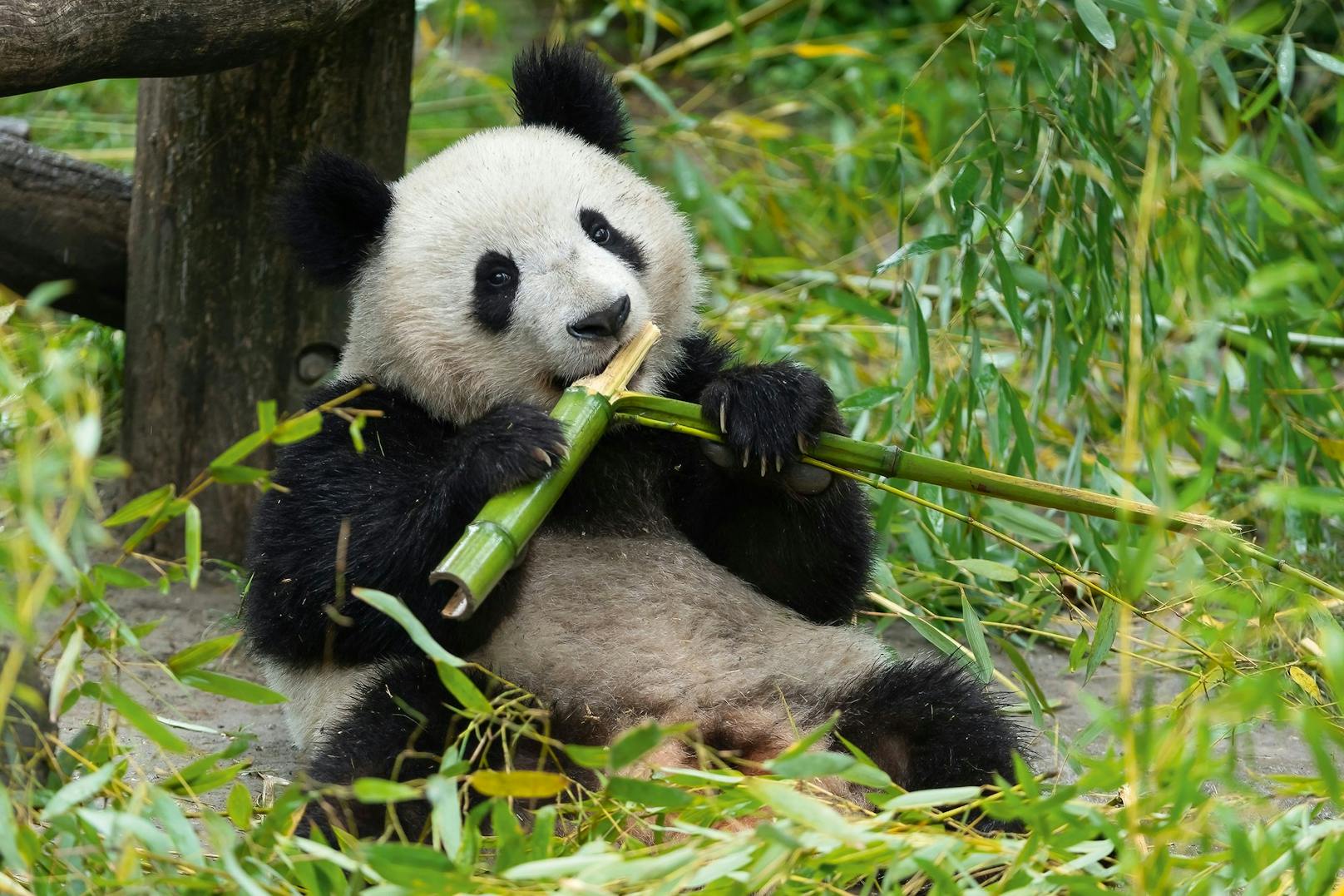 In der freien Wildbahn ist die Zahl der Großen Pandas seit 1980 von 1.100 auf rund 1.900 gestiegen.