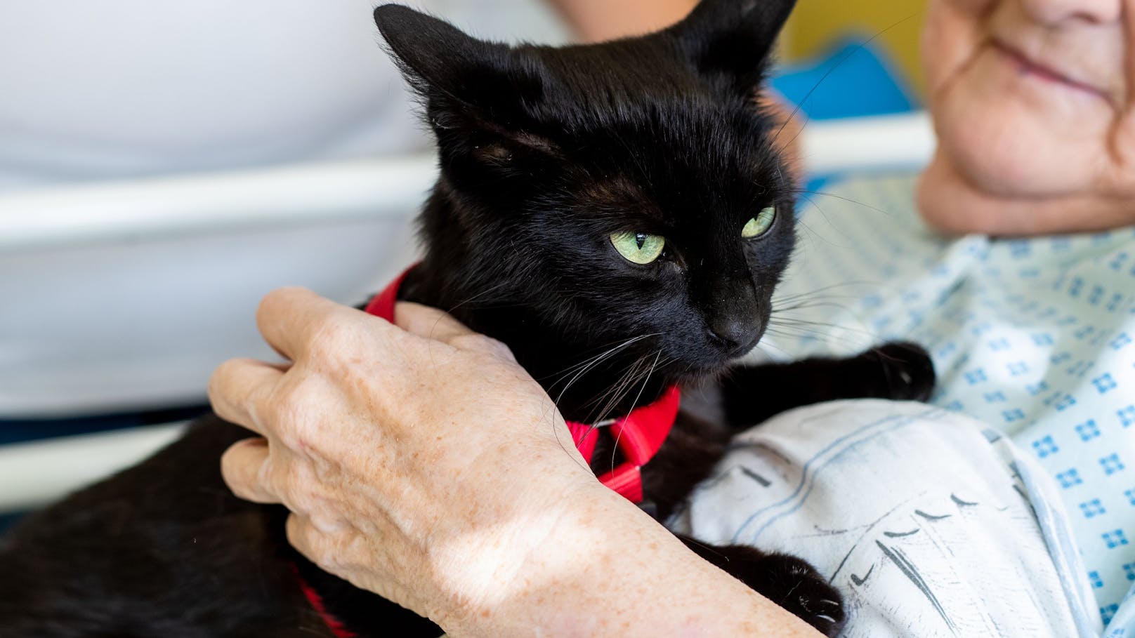 "Felinotherapie" – Die Katze gegen Depression & Co
