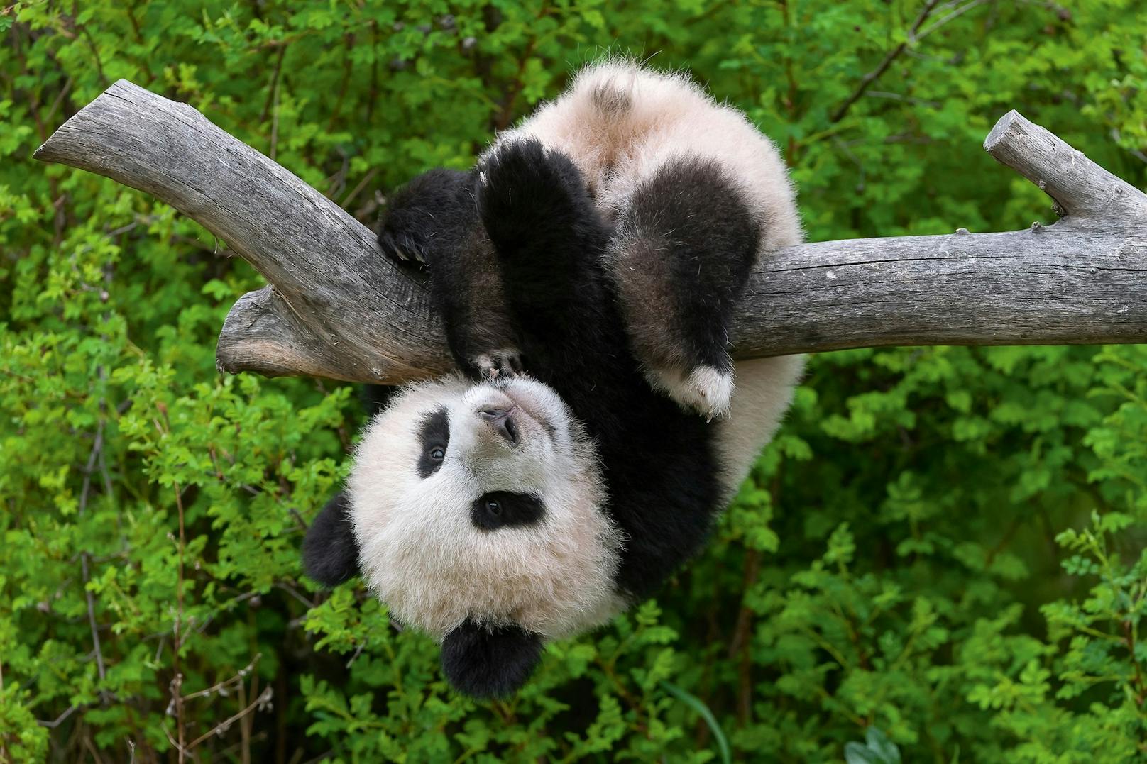 Vertragsgemäß wurden alle fünf Jungtiere im Alter von zwei Jahren in Panda-Stationen in ihrer natürlichen Heimat China übersiedelt.