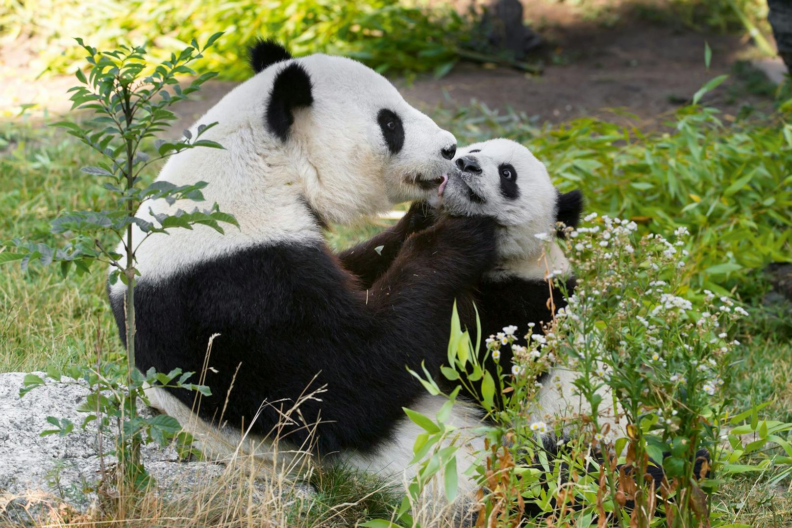 Sie ist eine total liebevolle Mutter: Yang Yang mit ihrem zweiten Jungtier Fu Hu.