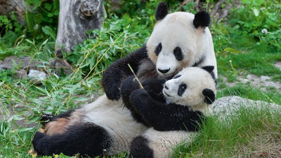 Panda-Weibchen Yang Yang mit ihrem ersten Jungtier Fu Long