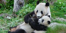 Seit 20 Jahren gibt es Panda-Verzückung in Schönbrunn