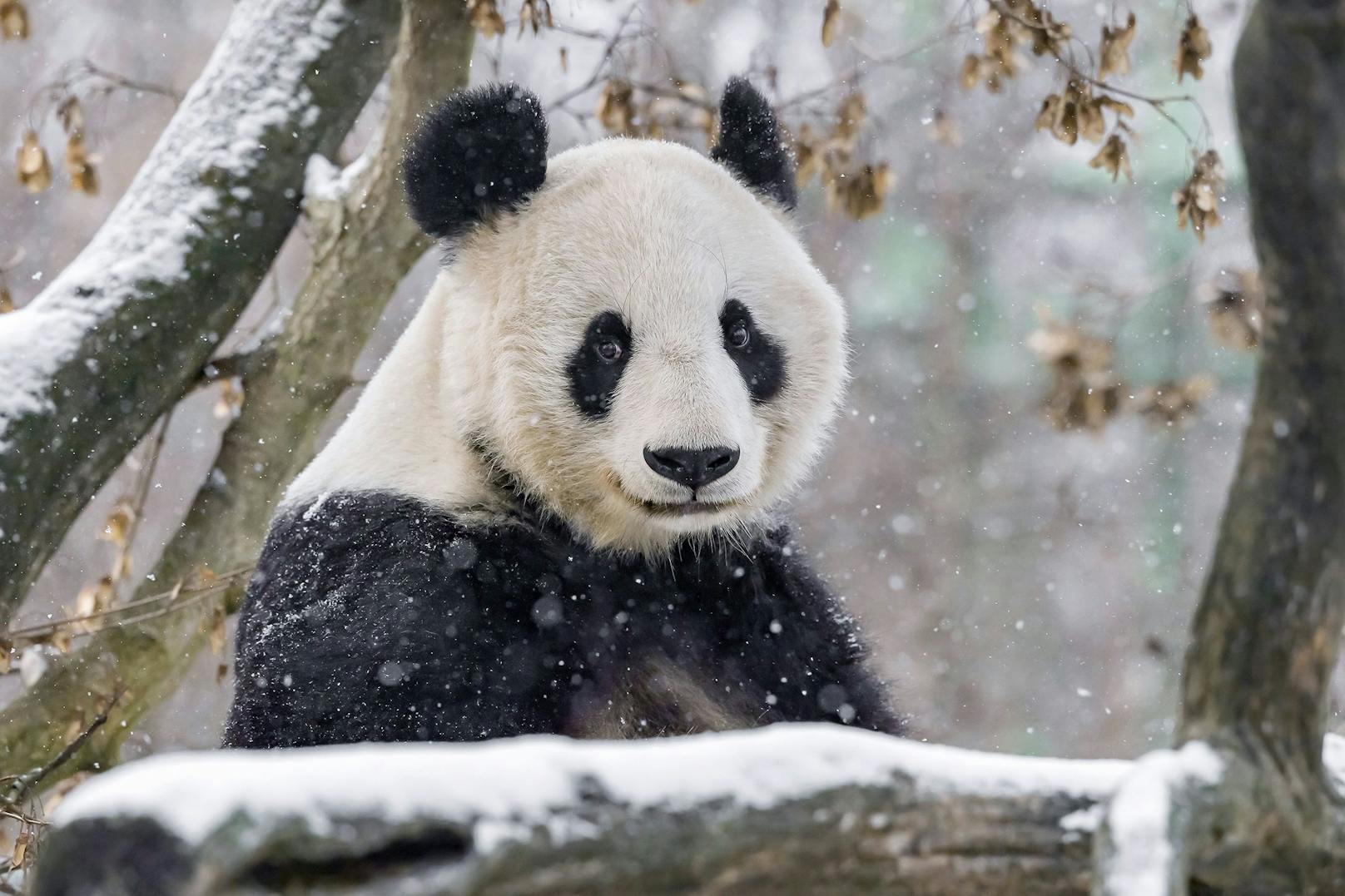 2003 kamen zum ersten Mal die Großen Pandas im Tiergarten Schönbrunn an.&nbsp;