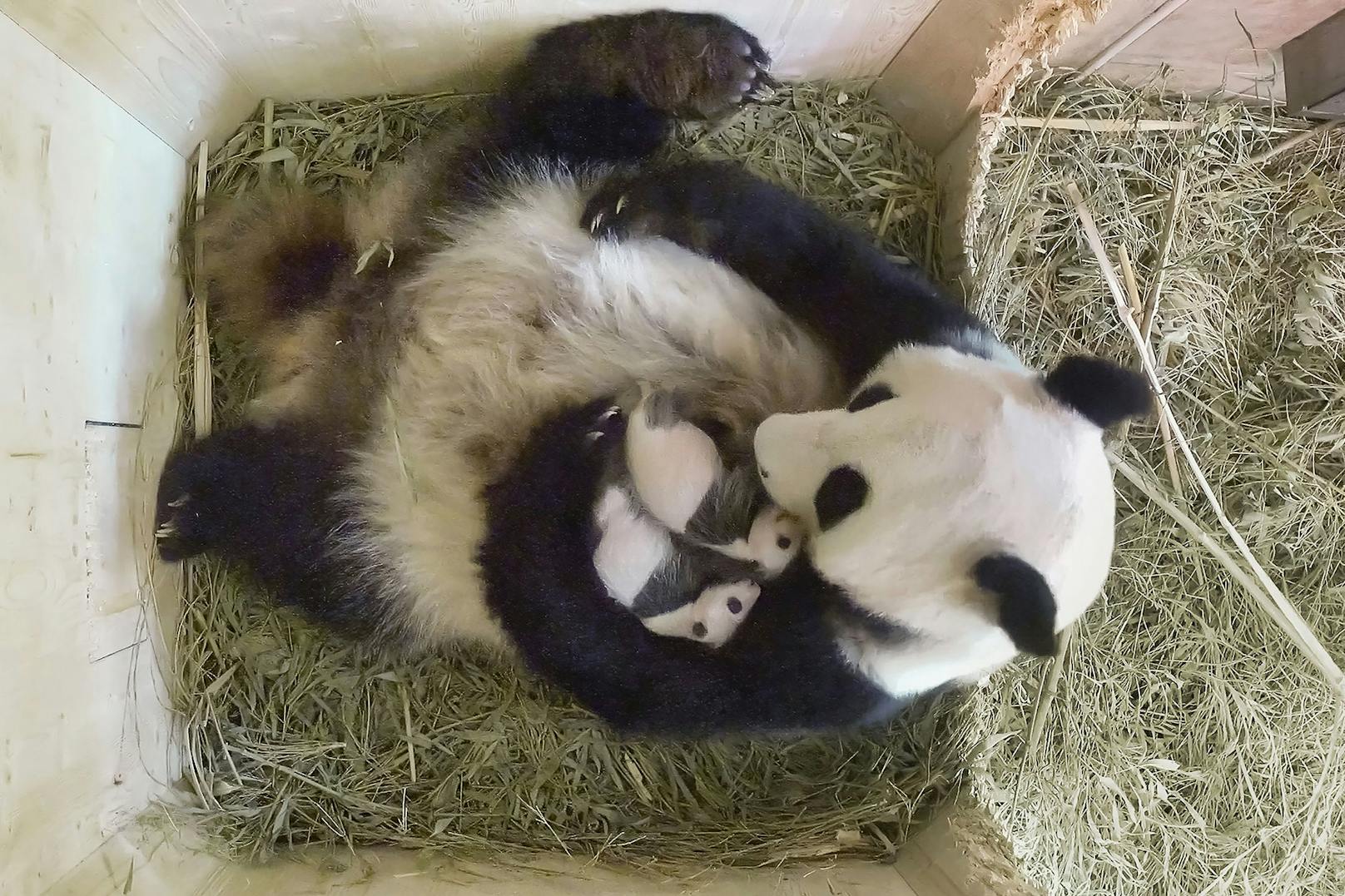 Zum ersten Mal hat ein Panda-Weibchen in menschlicher Obhut Zwillinge ohne menschliche Hilfe großgezogen.