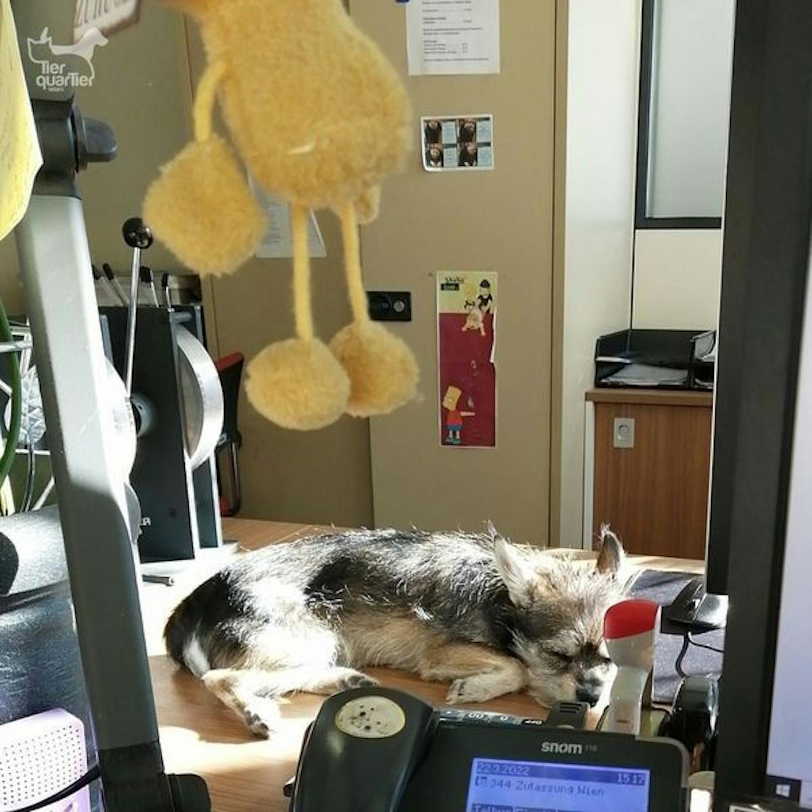 Yondu begleitet sein Frauchen gerne ins Büro. Er mag besonders die Mittagspause.&nbsp;