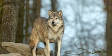 "Wölfe sind zurück" – jetzt kommen diese Maßnahmen