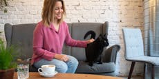 Miau mit Melange! Katzen-Café schurrt bald in Wien
