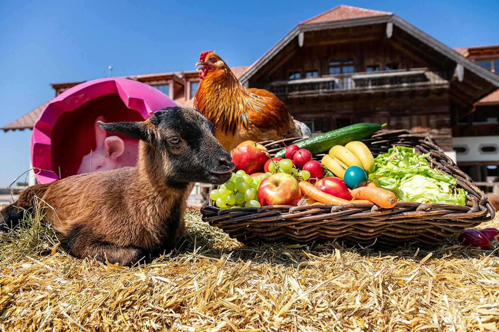 Auch heuer – Ostern zwischen Ziege, Kuh und Hendl