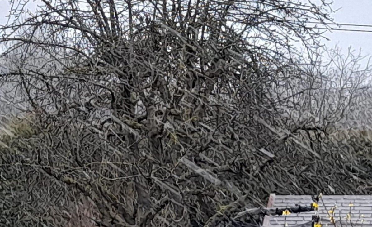 Dicke Flocken fegten am Mittwoch in der Früh fast waagrecht über Linz.