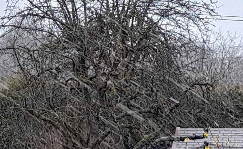 Dicke Flocken fegten am Mittwoch in der Früh fast waagrecht über Linz.