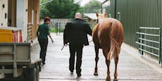 Pferd ging auf Corona-Demo, Besitzerin vor Gericht