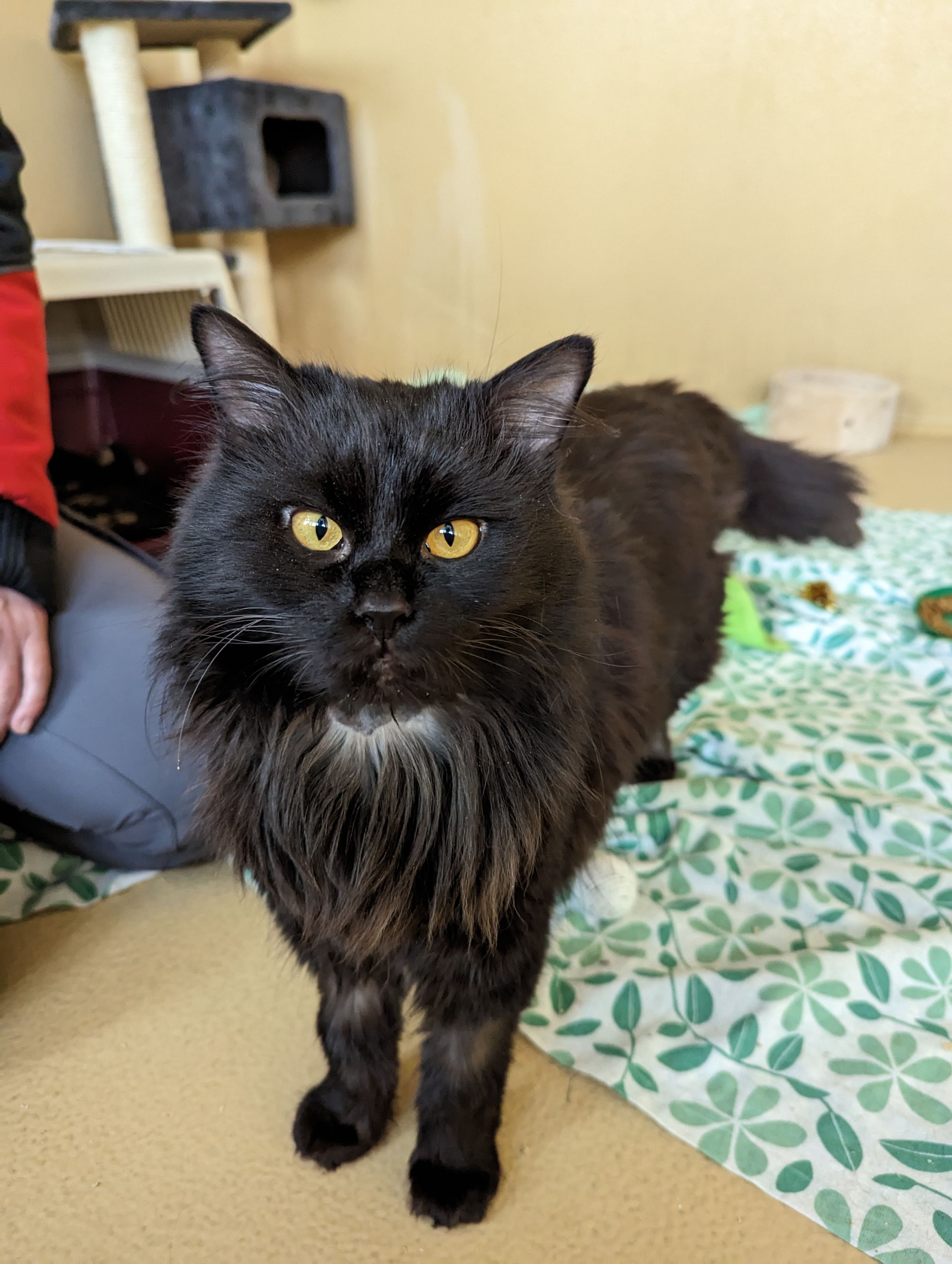 Der Kater musste schon einige Operationen ertragen. Sobald er fit ist, sucht er ein liebevolles Zuhause.