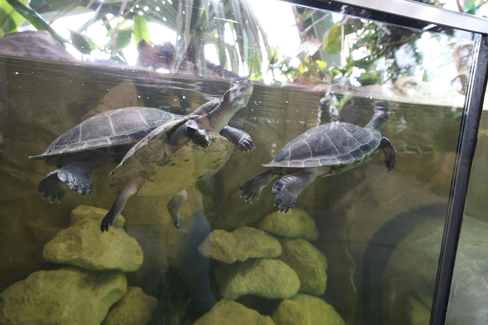 Auch die bei Besuchern so beliebte Anlage für tropische Schildkröten blieb erhalten.