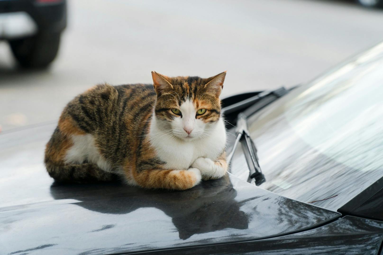 Kratzer im Lack  Katze legte sich auf Auto: Kärntner klagte Tierbesitzerin