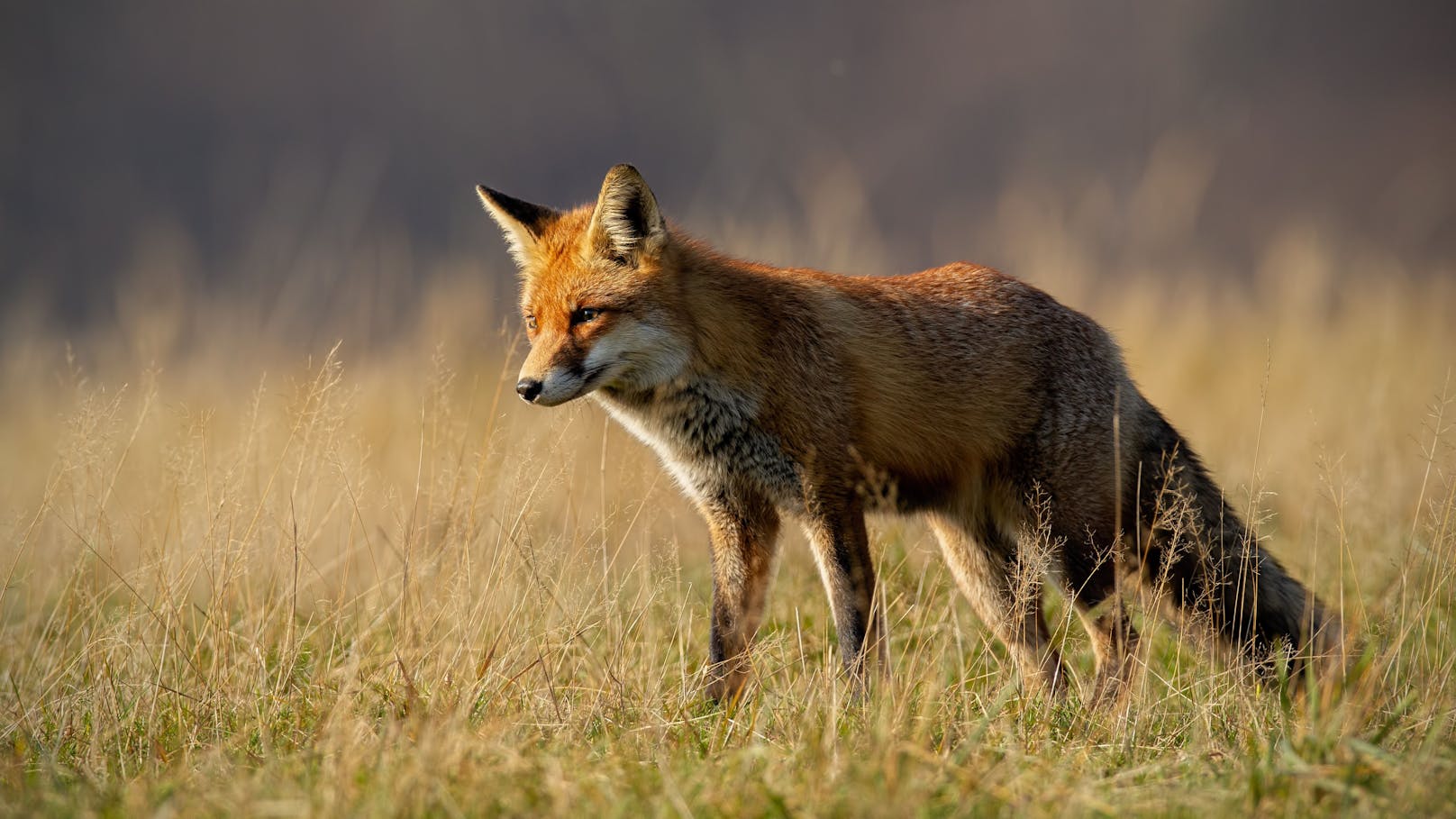 Bei einem Fuchs besteht der Verdacht auf Fuchsräude (Symbolfoto).