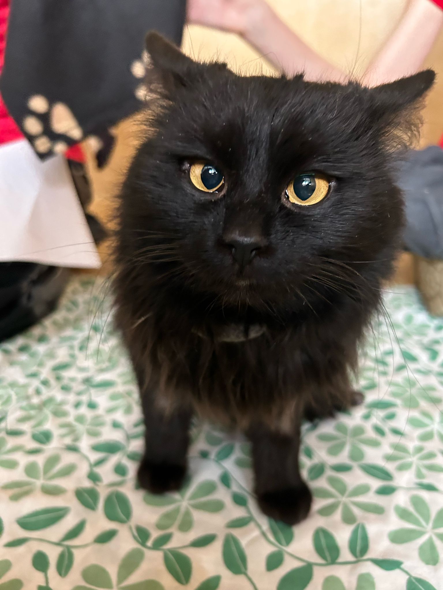 Grinch ist ein verschmustes Kerlchen, das nach einer Familie sucht.