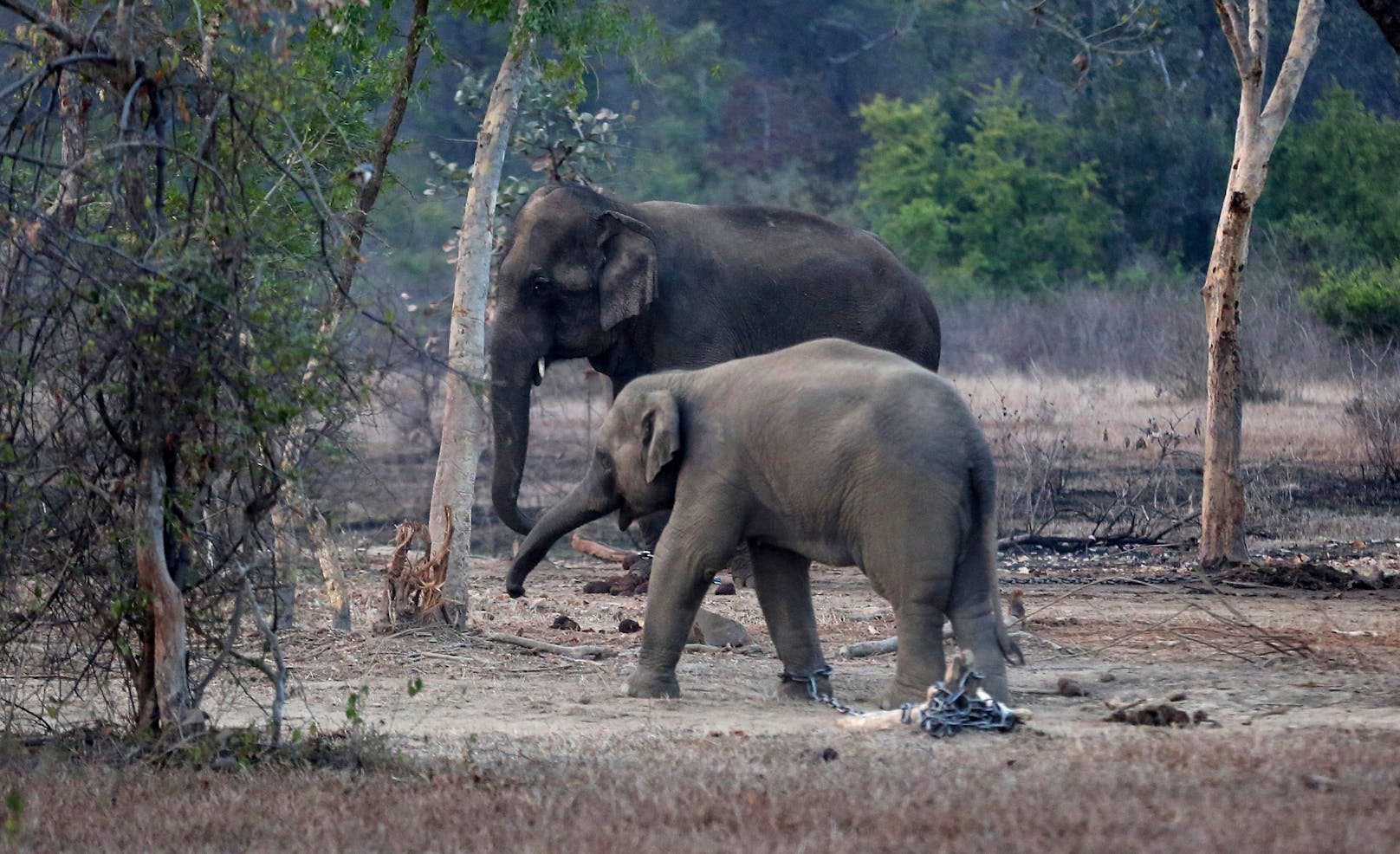 In Indien wurde ein 27-jähriger Mann von einem Elefanten zertrampelt.
