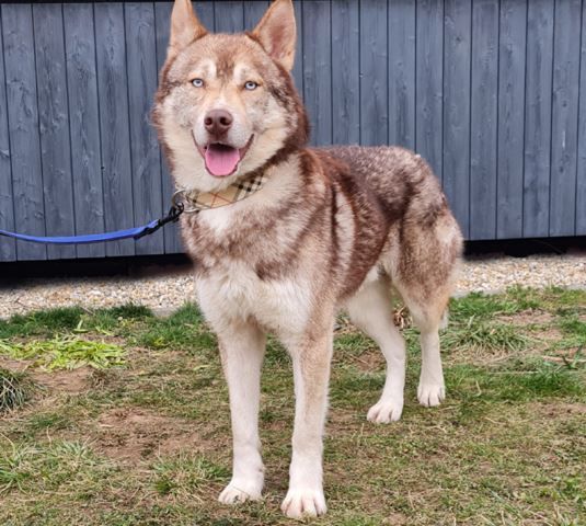 "Ragnar" ist ein stattlicher Rüde.