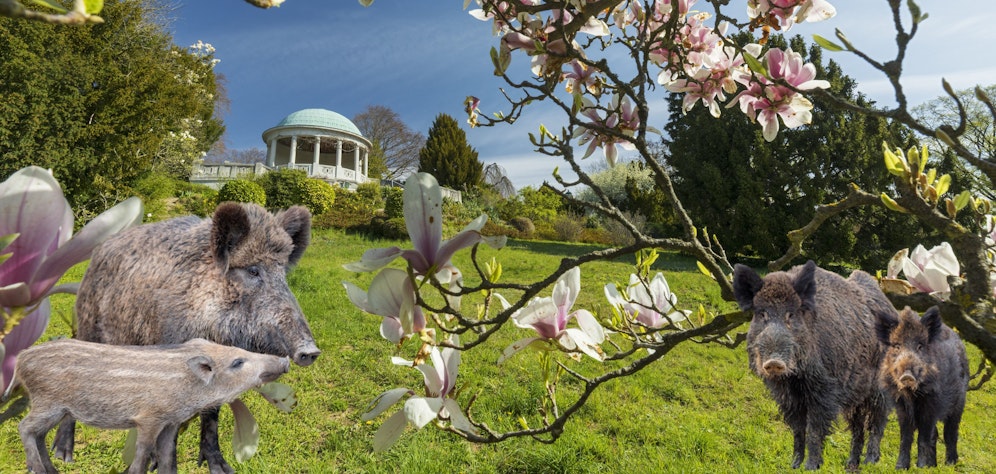 Immer öfter kommt es zu Wildschweinbesuchen.