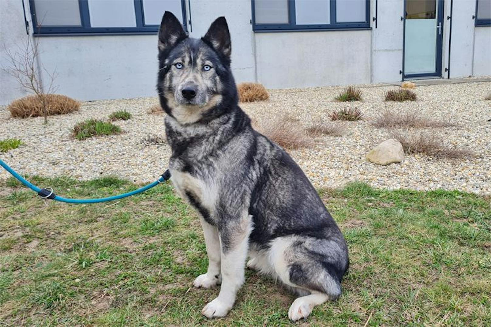 Die Hündin "Beast" wartet auf eine neue Familie.