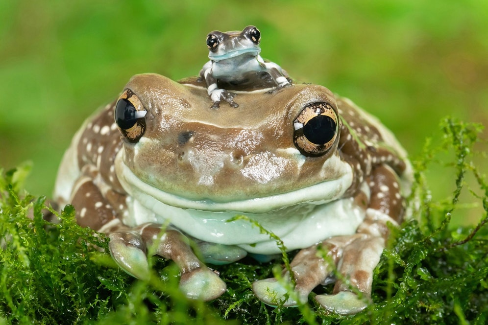 Die Rufe des Baumhöhlen-Krötenlaubfrosches zählen zu den lautesten unter den Fröschen.