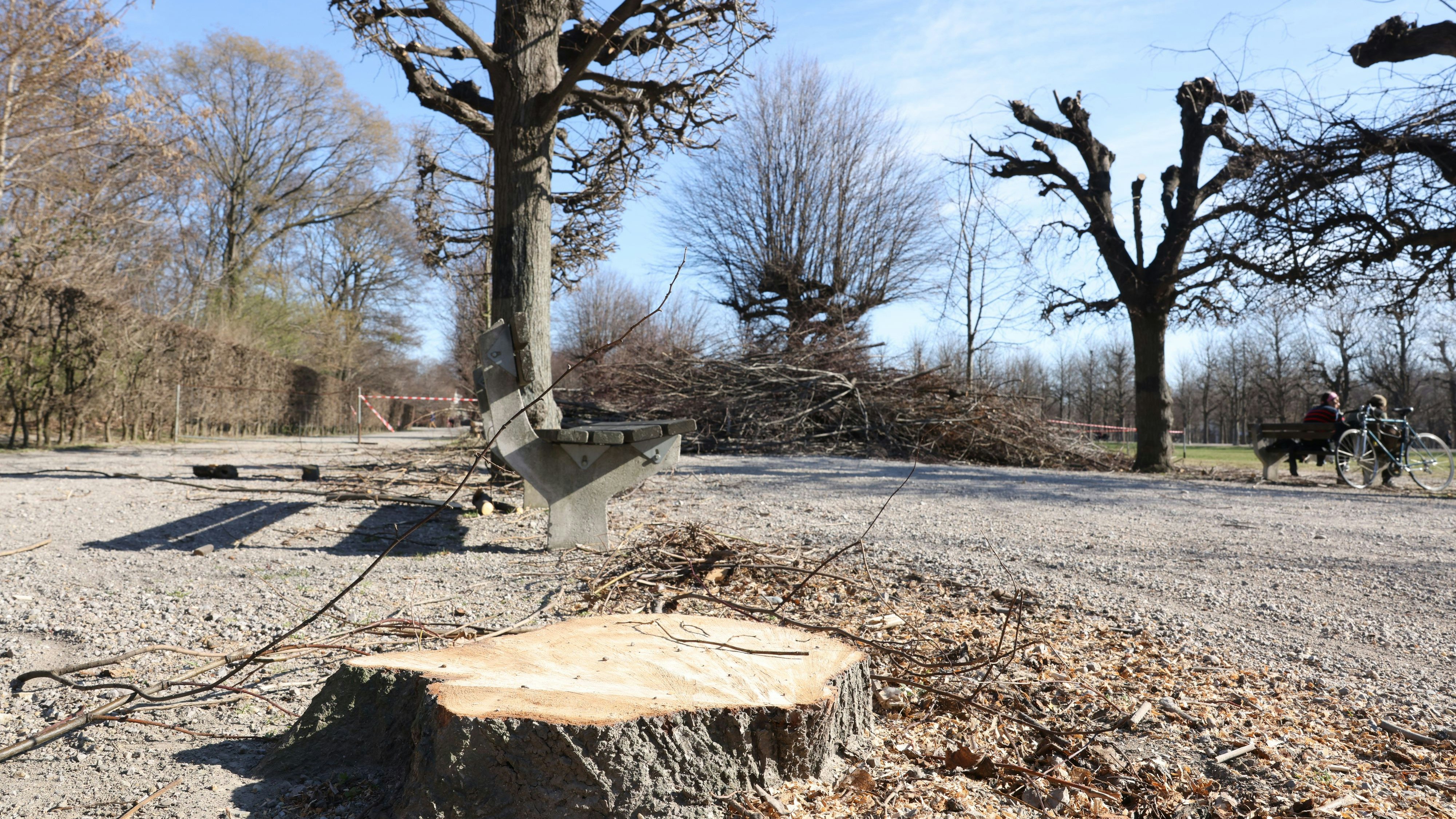 Umgeschnittene Bäume säumen nun Teile der Alleen im Augarten. Notwendig wurde der radikale Schritt nach Bakterienbefall.