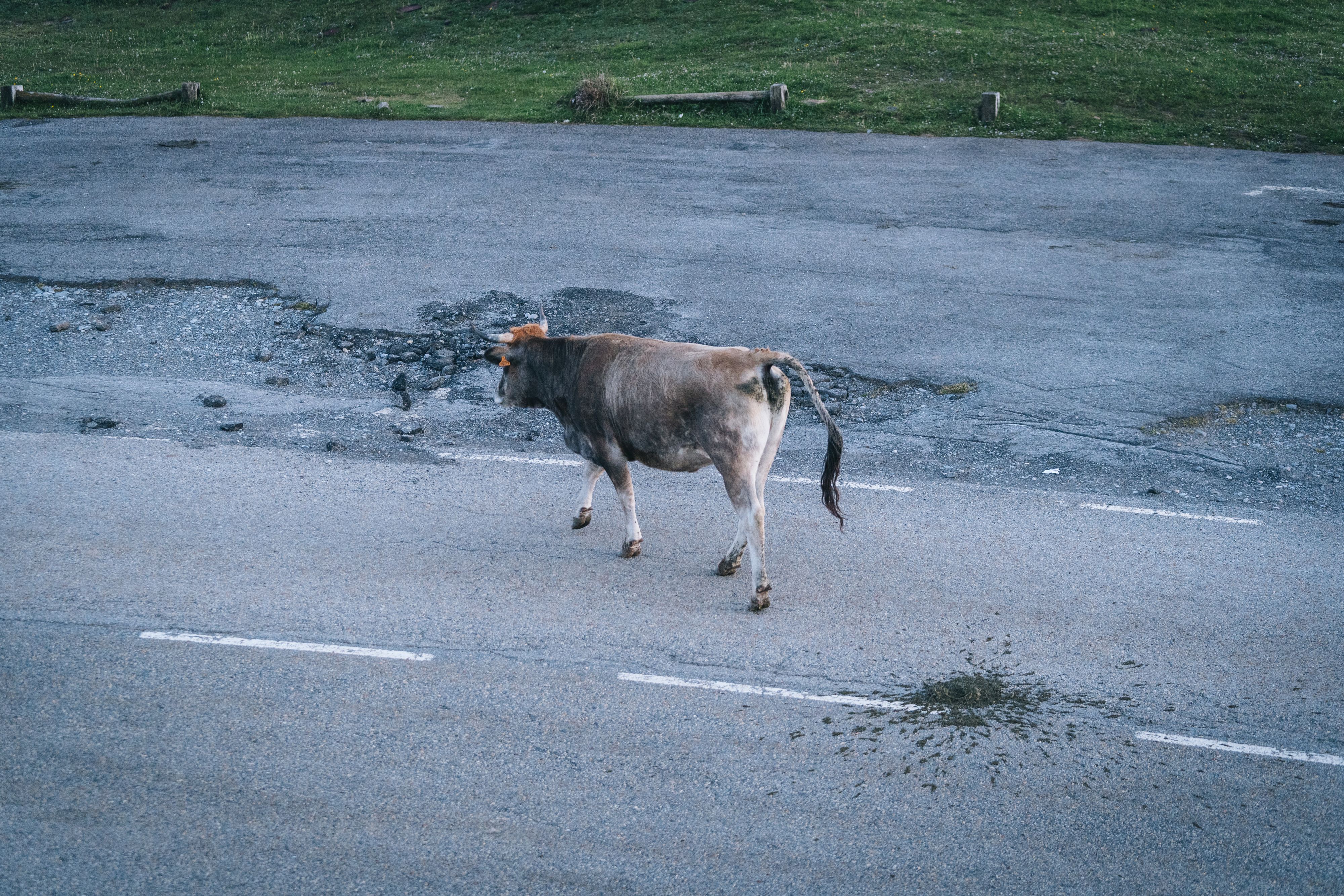 Die entlaufene Kuh wurde betäubt und eingefangen.