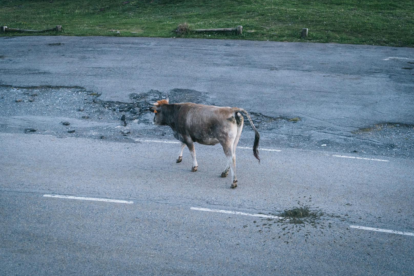 Kuh büxt aus und sorgt für Großeinsatz in der Steiermark