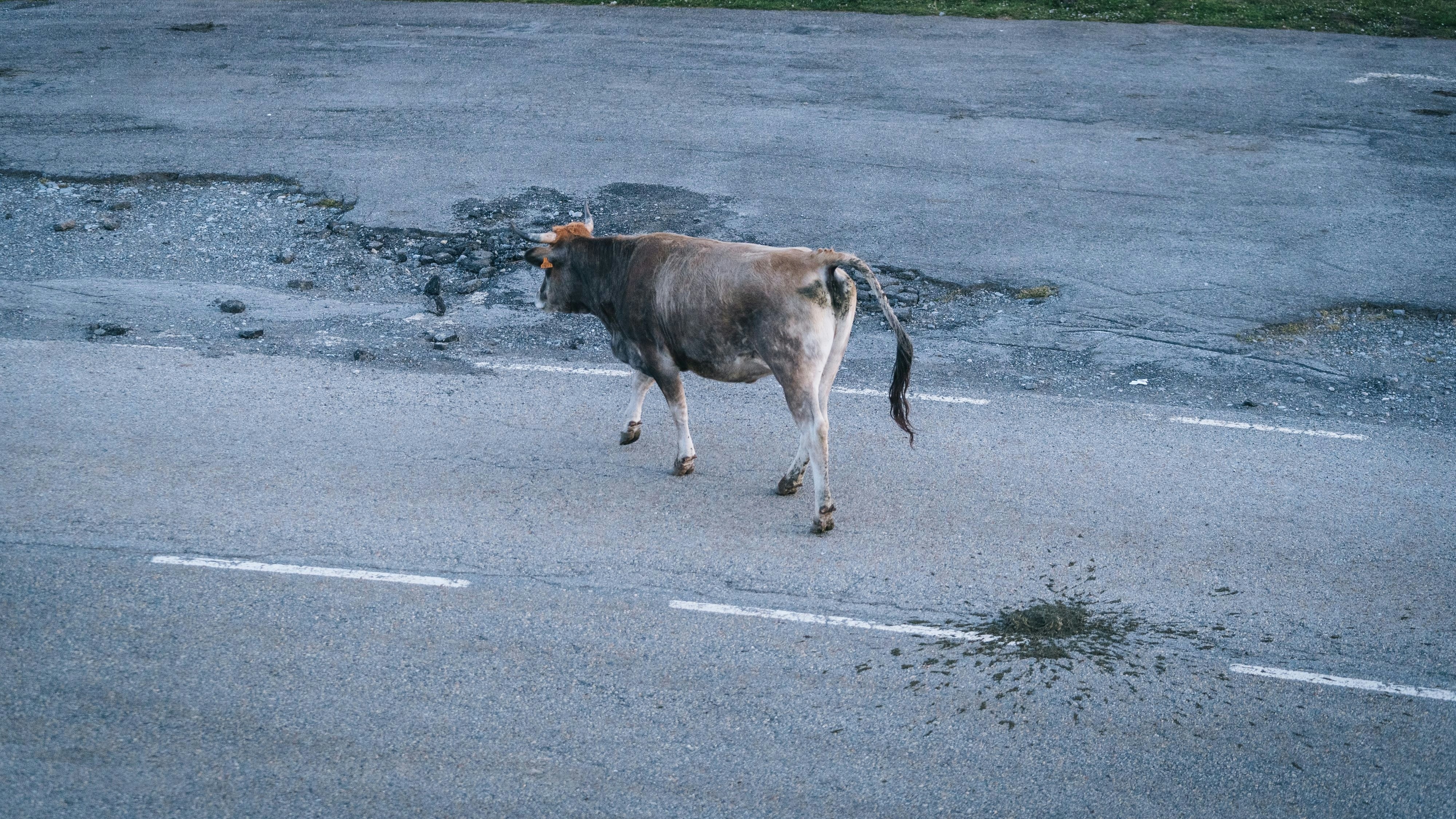 Kuh, Kuhfladen, Kuhdreck, Straße