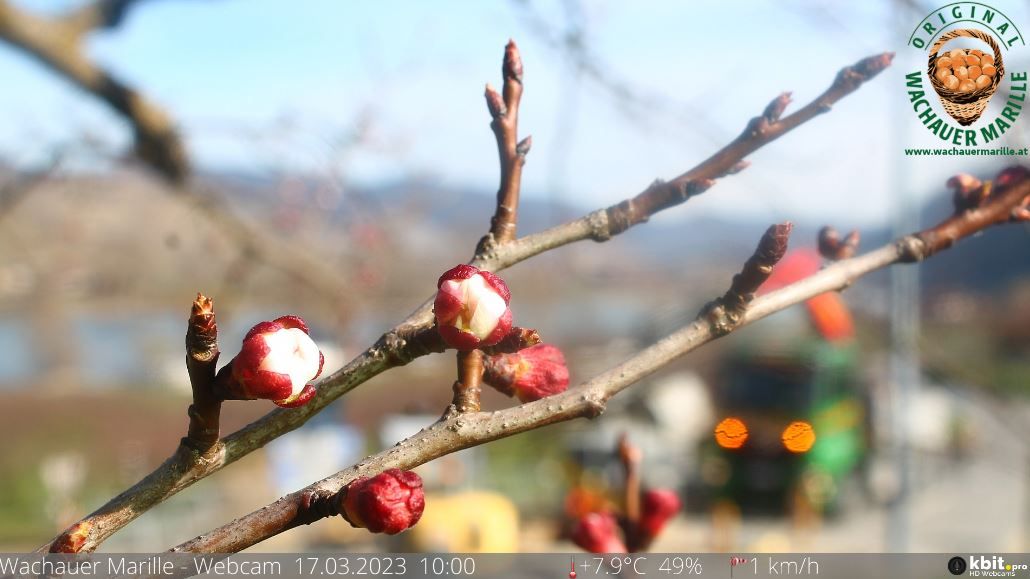 Die Marillenknospen brechen langsam auf.