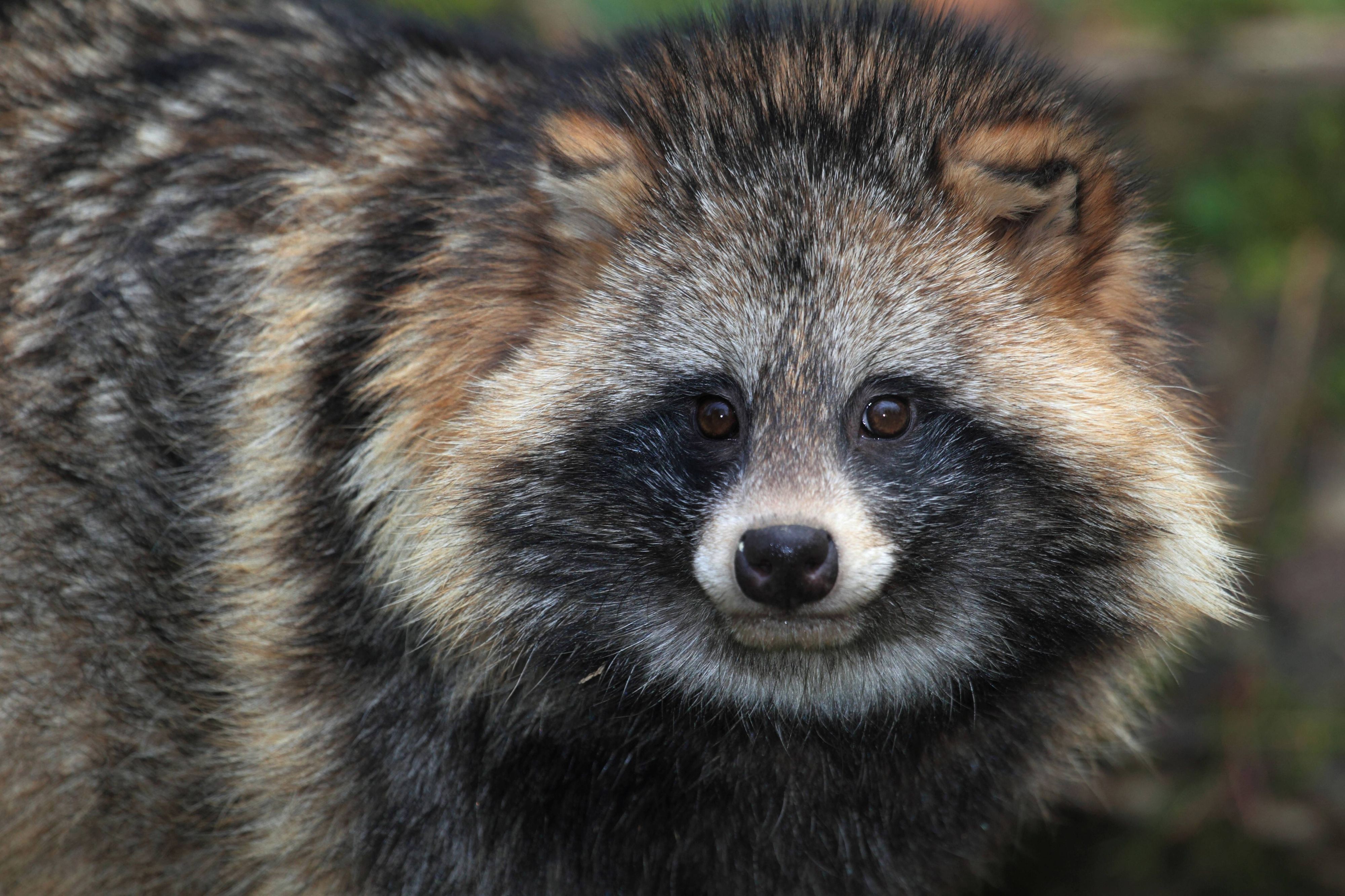 Neue Analysen von genetischen Sequenzen sollen belegen können, dass das Coronavirus von Waschbärhunden verbreitet wurde, die das Virus in sich trugen. 