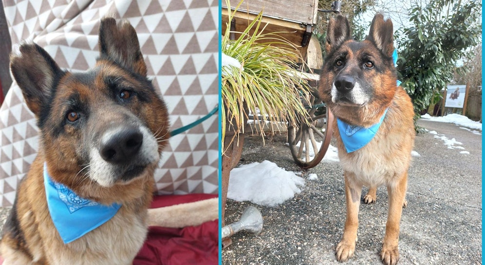 Wer kann zu diesem Schnauzerl denn 