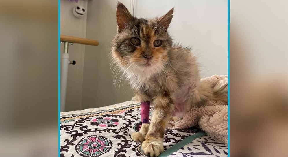 Der letzte Lebensabschnitt der schon 22-jährigen 