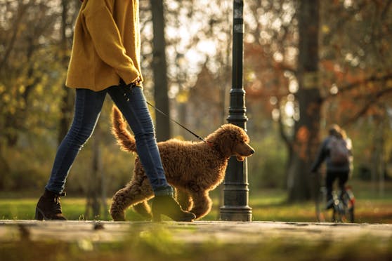  Ein Hundespaziergang im Park (Symbolfoto).