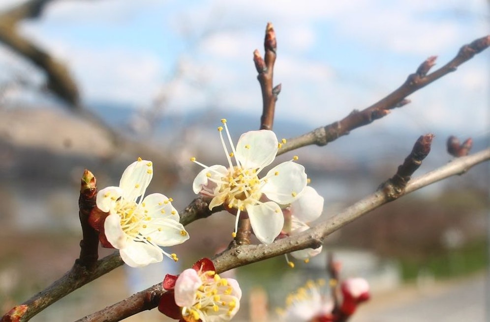 In der Wachau steht ein Blütenmeer vor der Tür, erste Knospen öffnete sich bereits.