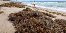 6,1 Millionen Tonnen! Algenfront bedroht US-Küste