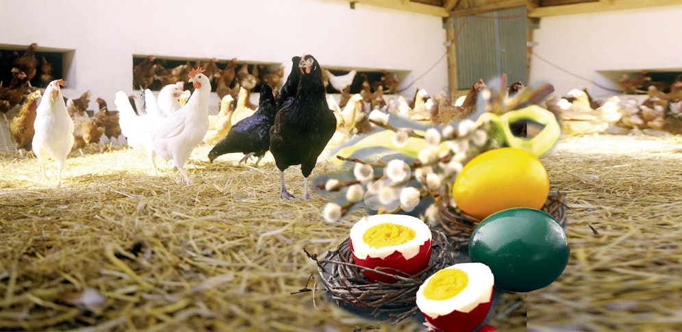 Erzeuger kämpfen mit enormen Kosten-Steigerungen; die Landwirtschaftskammer fordert jetzt Preis-Erhöhungen.