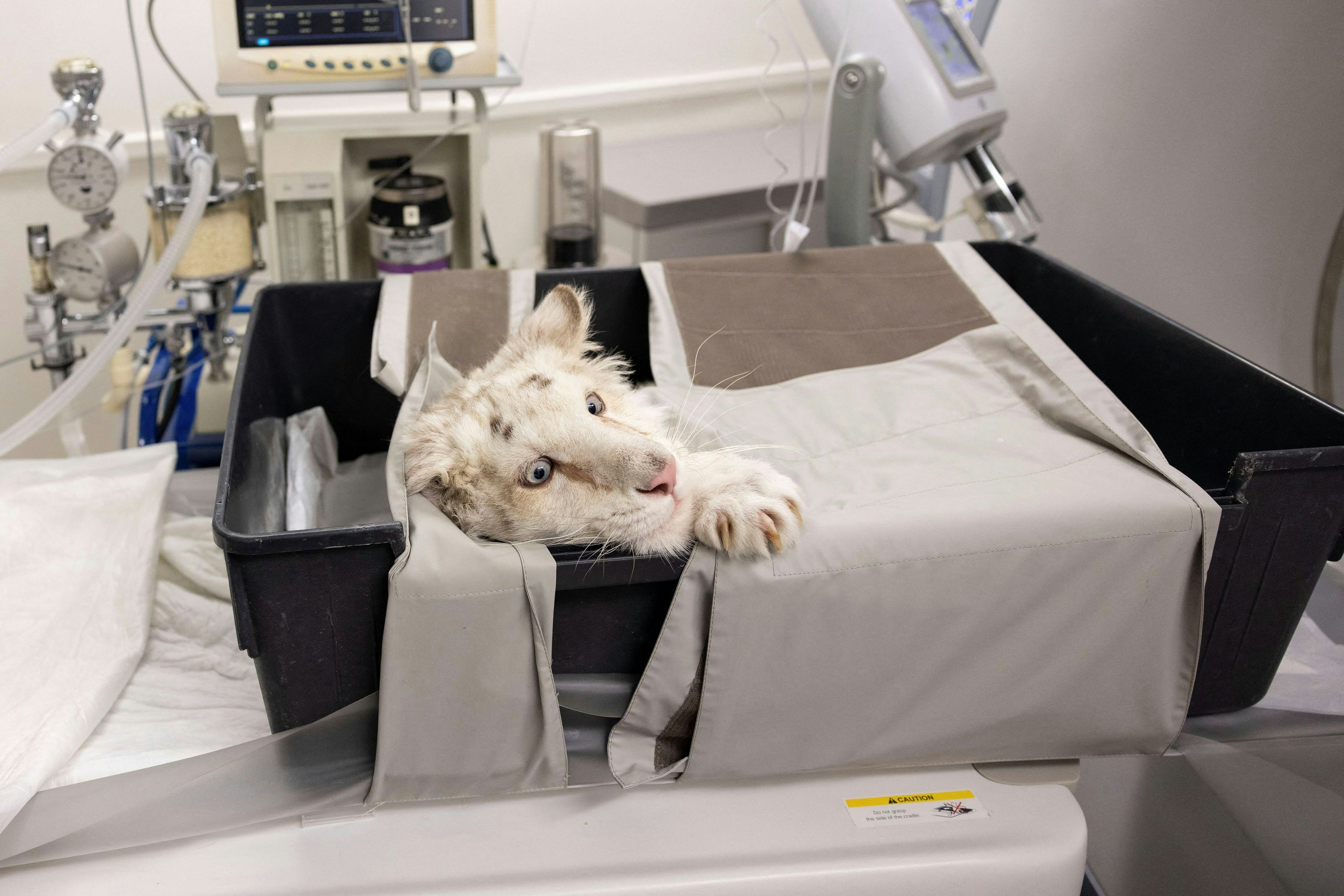 A white tiger cub that was abandoned outside the Attica Zoological Park and is believed to be a victim of illegal wildlife trade, prepares for a CT scan, in Athens, Greece, March 15, 2023. REUTERS/Stelios Misinas