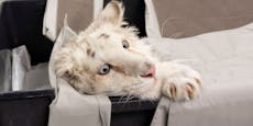 Weißes Tiger-Baby einfach im Müll entsorgt