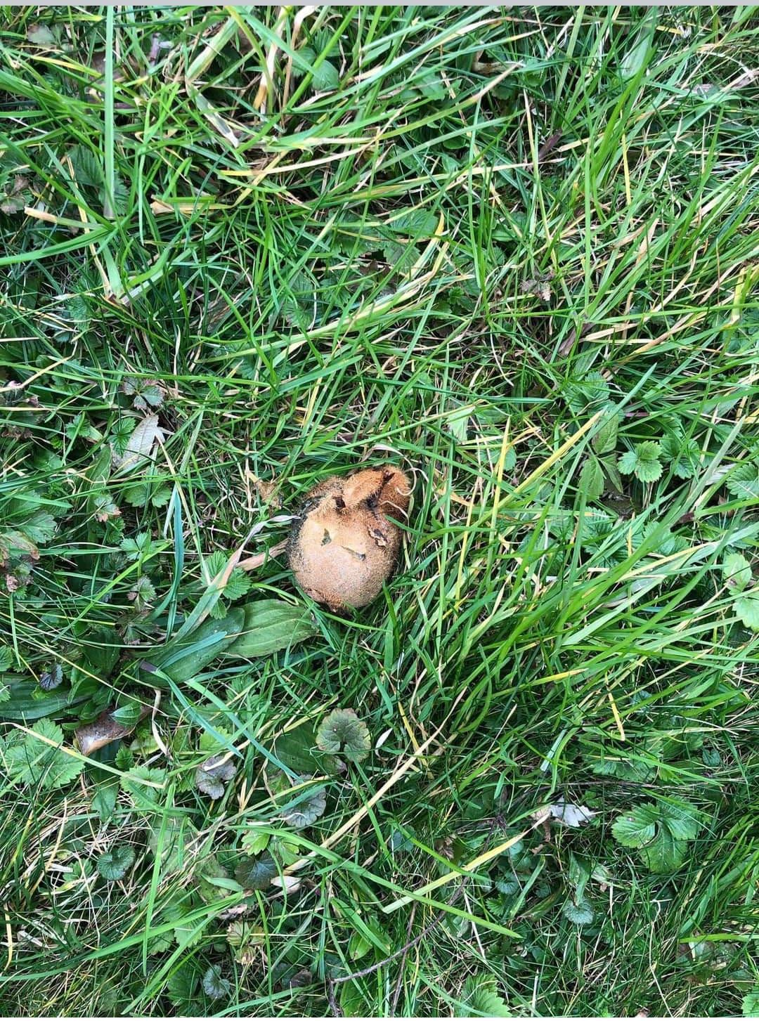 In Graz warnt die Polizei vor ausgelegten Giftködern. Archivbild.