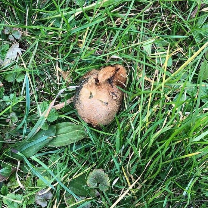 So ein Köder landete im Garten einer Hundebesitzerin.