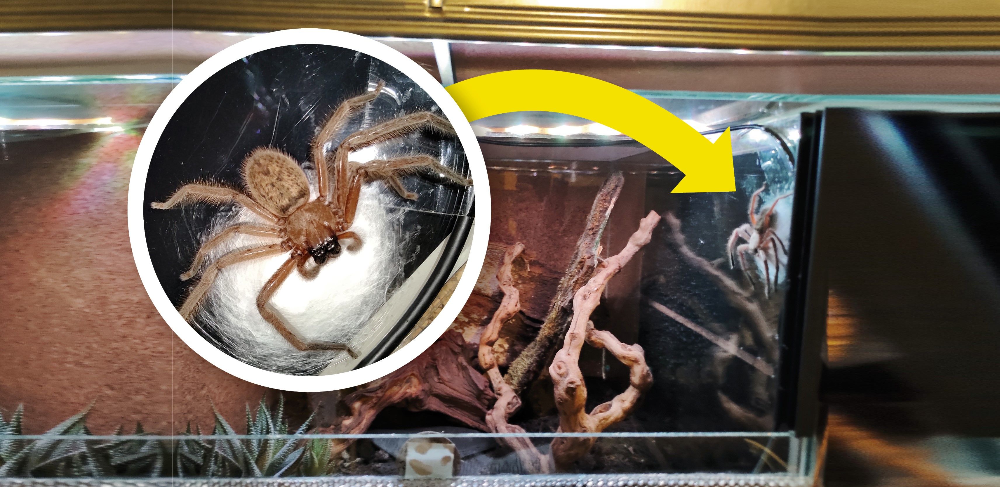 Kylie Spinne Australien